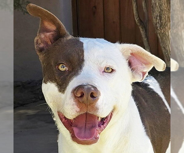 Medium Photo #1 American Staffordshire Terrier-Unknown Mix Puppy For Sale in Albuquerque, NM, USA