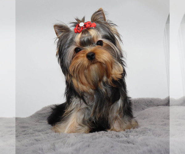 Medium Photo #3 Yorkshire Terrier Puppy For Sale in LOS ANGELES, CA, USA