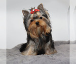 Small #2 Yorkshire Terrier