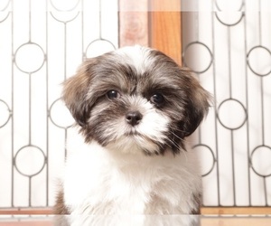 Medium Shih Tzu