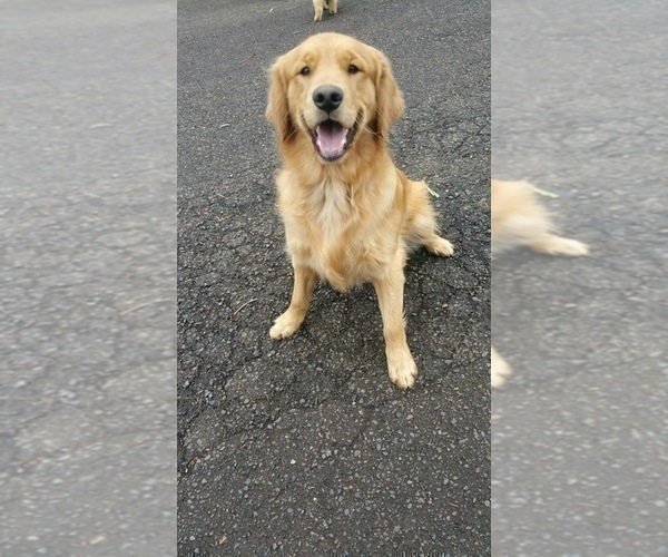 Medium Photo #1 Golden Retriever Puppy For Sale in VANCOUVER, WA, USA