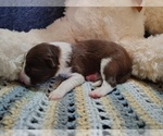 Small Photo #244 Border Collie Puppy For Sale in NORBORNE, MO, USA