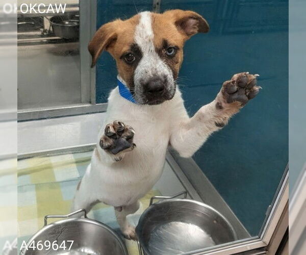 Medium Photo #1 Mutt Puppy For Sale in Oklahoma City, OK, USA