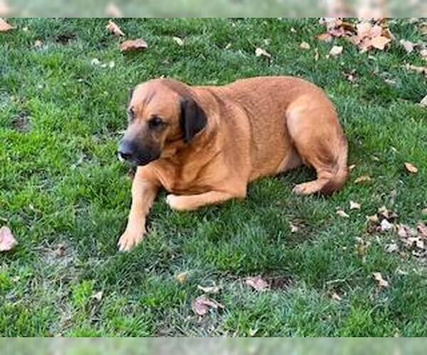 Medium Photo #8 Mastador Puppy For Sale in Chester, NJ, USA