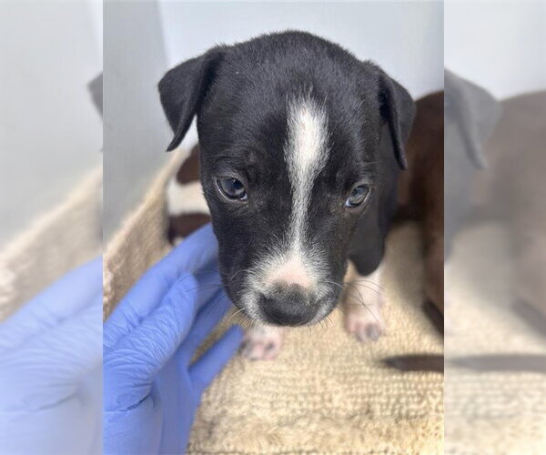 Medium Photo #1 Mutt Puppy For Sale in Houston, TX, USA
