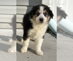 Small Photo #5 Australian Shepherd Puppy For Sale in SHALLOTTE, NC, USA