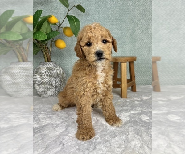 Medium Photo #2 Goldendoodle (Miniature) Puppy For Sale in FRANKLIN, IN, USA