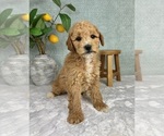 Small #1 Goldendoodle (Miniature)
