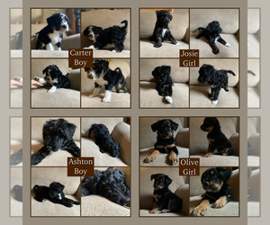 Aussiedoodle-Springerdoodle Mix Puppy for sale in CASTLE, PA, USA