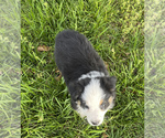 Small Photo #25 Australian Shepherd Puppy For Sale in EXETER, MO, USA