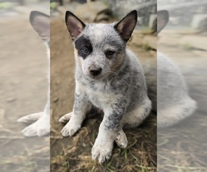 Australian Cattle Dog Puppy for sale in WATERBURY, VT, USA