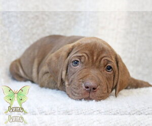 Mutt Dogs for adoption in Wakefield, RI, USA