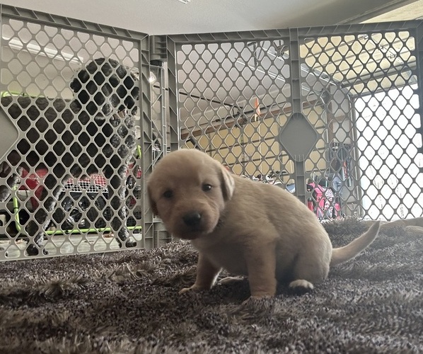 Medium Photo #7 Labradoodle Puppy For Sale in KIRKSVILLE, MO, USA