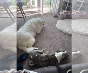 Dakota/Kota - Female Great Pyrenees Dog for Adoption - Photo #5