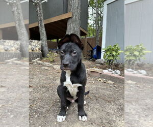 American Pit Bull Terrier-Labrador Retriever Mix Dogs for adoption in Raleigh, NC, USA