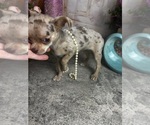 Small #2 Chihuahua