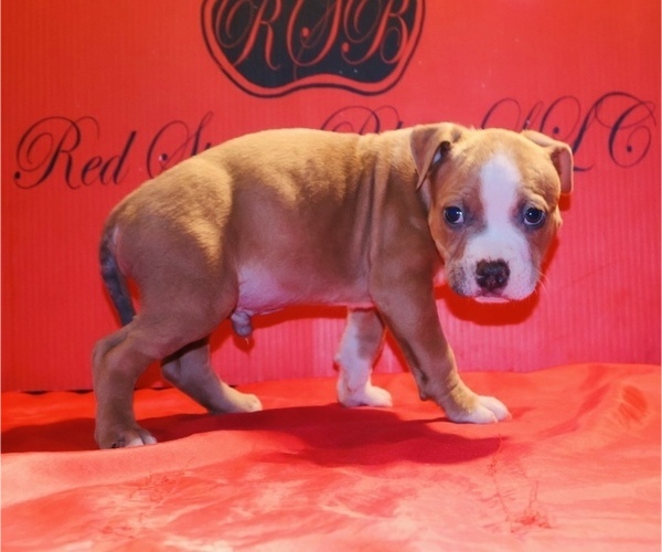 Medium Photo #20 American Bully Puppy For Sale in TRENTON, NJ, USA