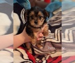 Small Photo #5 Shorkie Tzu Puppy For Sale in SCOTTSDALE, AZ, USA