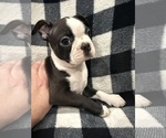 Small #4 Boston Terrier