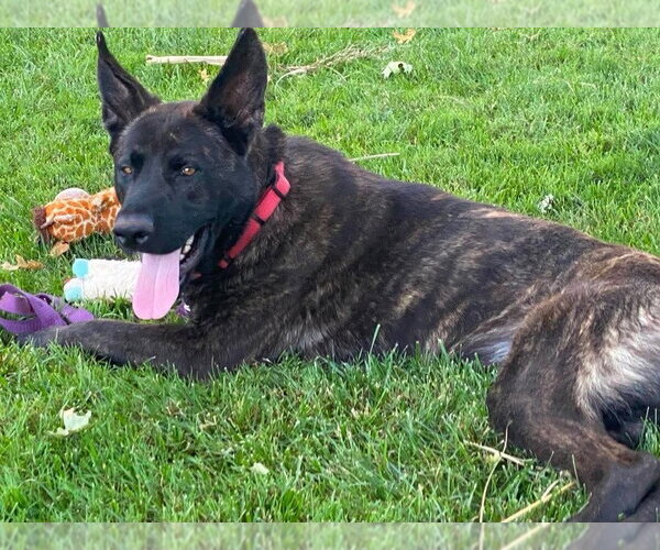 Medium Photo #2 Holland Shepherd Puppy For Sale in Imlay City, MI, USA
