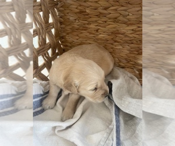 Medium Photo #16 Golden Retriever Puppy For Sale in MERCED, CA, USA