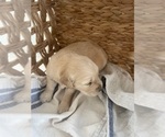 Small #15 Golden Retriever