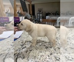 Small Photo #3 Labrador Retriever Puppy For Sale in ROMOLAND, CA, USA