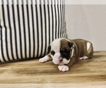 Small Photo #3 English Bulldog Puppy For Sale in HAUGHTON, LA, USA