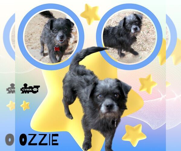 Medium Photo #1 Mutt Puppy For Sale in Lindsay, CA, USA