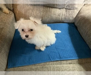 Maltipoo Puppy for sale in SMYRNA, TN, USA