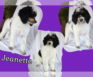 Poodle (Standard) Puppy for sale in HAVANA, IL, USA