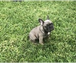 Small Photo #48 French Bulldog Puppy For Sale in WHITTIER, CA, USA