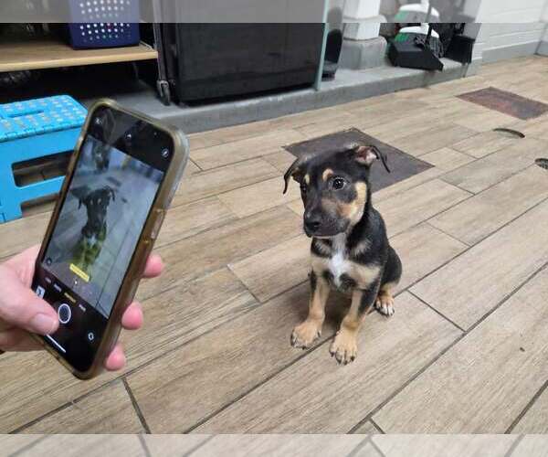 Medium Photo #2 Mutt Puppy For Sale in Rowlett, TX, USA