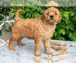 Small Photo #7 Goldendoodle (Miniature) Puppy For Sale in BERNE, IN, USA