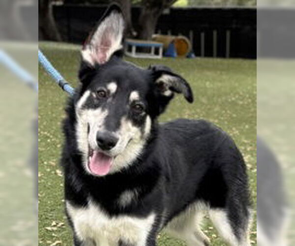 Medium Photo #1 Siberian Husky Puppy For Sale in Salinas, CA, USA