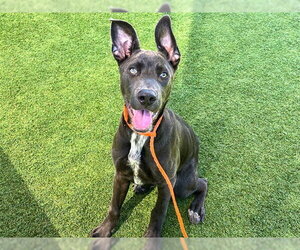Unknown-Weimaraner Mix Dogs for adoption in Orange, CA, USA
