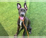 ABRAXOS - Male Unknown-Weimaraner Mix Dog for Adoption - Small photo