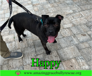 Happy - Female American Pit Bull Terrier-Unknown Mix Dog for Adoption - Photo #3