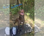 Small #3 Labrador Retriever Mix
