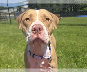 American Pit Bull Terrier-Unknown Mix Dogs for adoption in Millersville, MD, USA