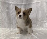 Small #1 Pembroke Welsh Corgi