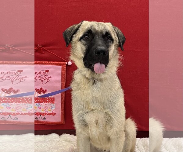 Medium Photo #1 Anatolian Shepherd-Unknown Mix Puppy For Sale in Euless, TX, USA