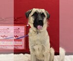 Small Photo #1 Anatolian Shepherd-Unknown Mix Puppy For Sale in Euless, TX, USA