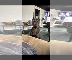 Father of the Cane Corso puppies born on 03/01/2026