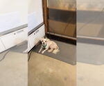 Small #1 Shih Tzu Mix