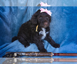 Small Photo #5 Portuguese Water Dog Puppy For Sale in NAMPA, ID, USA