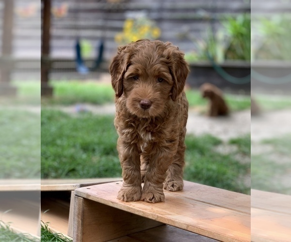 Medium Photo #5 Australian Labradoodle Puppy For Sale in MILL VALLEY, CA, USA