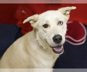 Labsky Dogs for adoption in Placerville, CA, USA