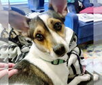 Small #5 Rat Terrier