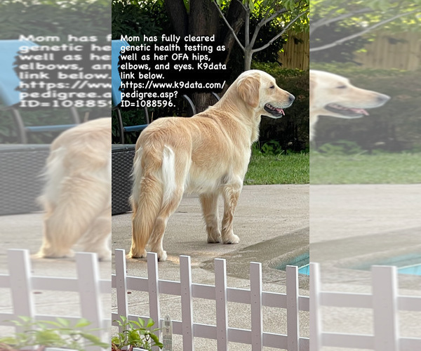 Medium Photo #1 English Cream Golden Retriever Puppy For Sale in TULSA, OK, USA